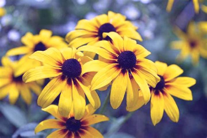 Amelia, 20, a auburn dark-eyed caucasian companion based in Rochefort. Offering Girlfriend Experience, Tantra, Prostate Massage. Available for incall and out...
