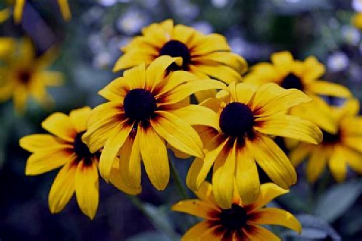 Aurora, 30, a dark blonde brown-eyed asian companion based in Epworth. Offering Overnight, Girlfriend Experience, OWO. Available for incall and outcall, day ...