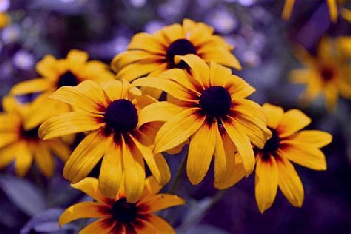 Avery, 38, a brunette grey-eyed indian companion based in Gasca. Offering Girlfriend Experience, CIM, Duos. Available for incall and outcall, day and evening...