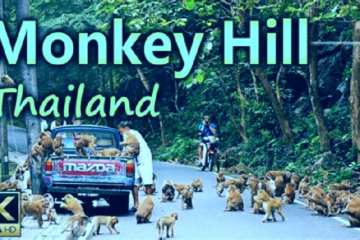 escort Monkey Hill