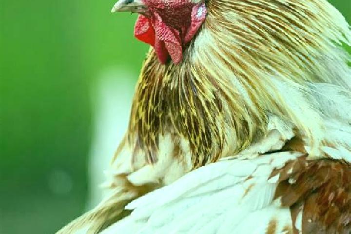 Harper, 31, a brunette amber-eyed asian companion based in Rio Bravo. Offering BDSM, Fetish, Domination. Available for incall and outcall, day and evening da...
