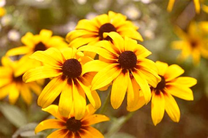 Nora, 24, a dark blonde brown-eyed mixed companion based in Bunder. Offering Prostate Massage, Fetish. Available for incall and outcall, overnight bookings a...