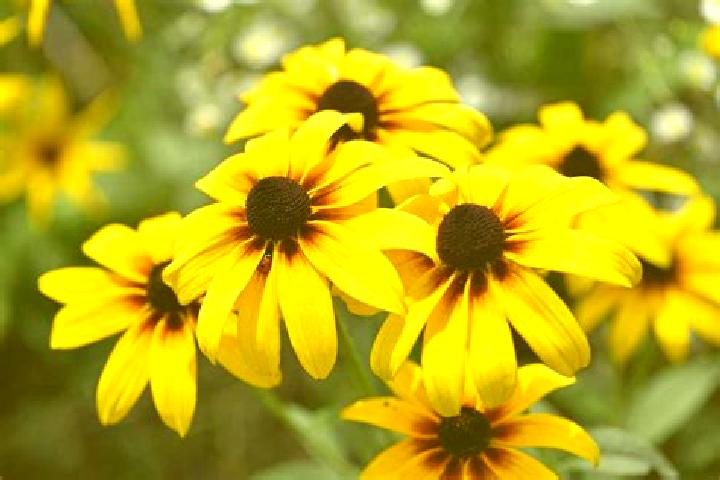 Riley, 26, a chestnut blue-eyed indian companion based in Alorton. Offering Domination, 69, Deep French Kissing. Available for incall and outcall, day and ev...