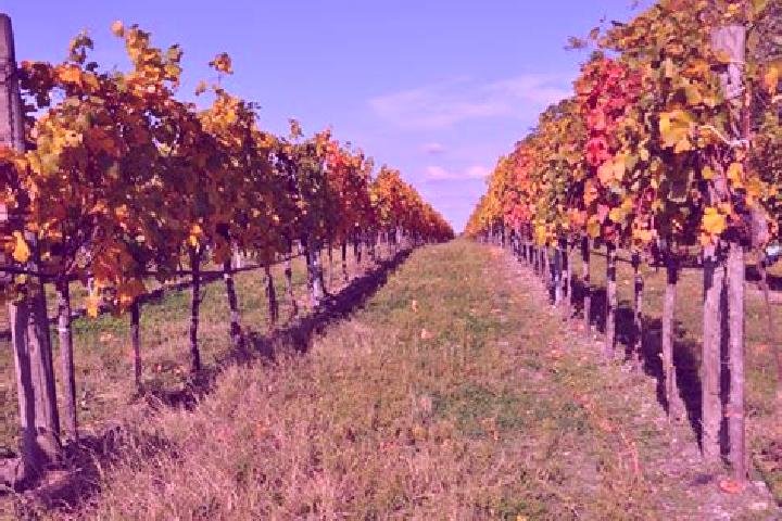 Willow, 27, a auburn blue-eyed slavic companion based in Bords. Offering Girlfriend Experience, Dinner Date, Travel Companion, Striptease. Available for inca...